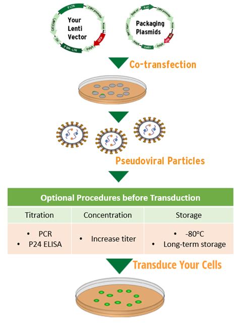 lv suspension|Lentivirus Production for Research .